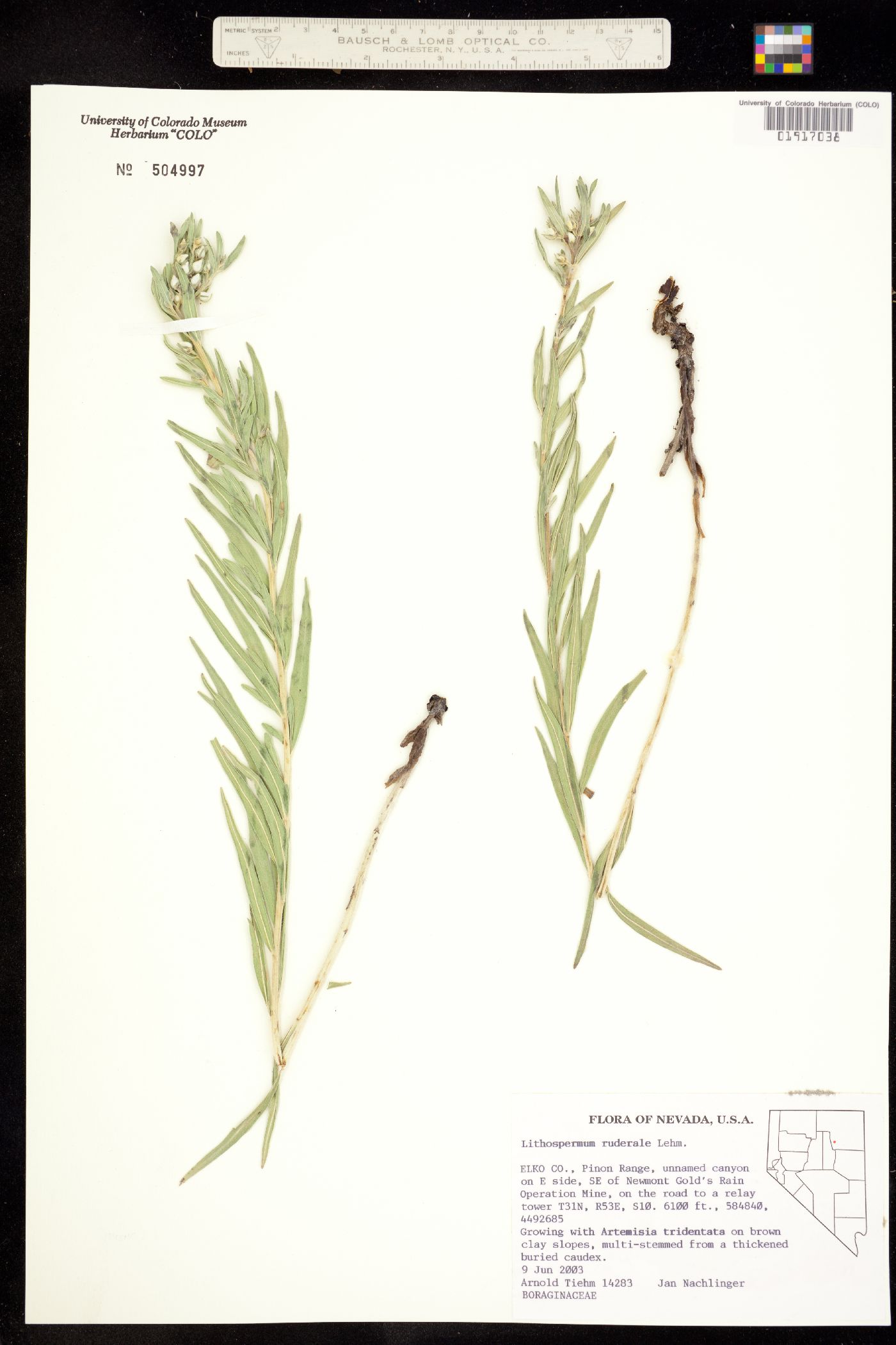 Lithospermum ruderale image