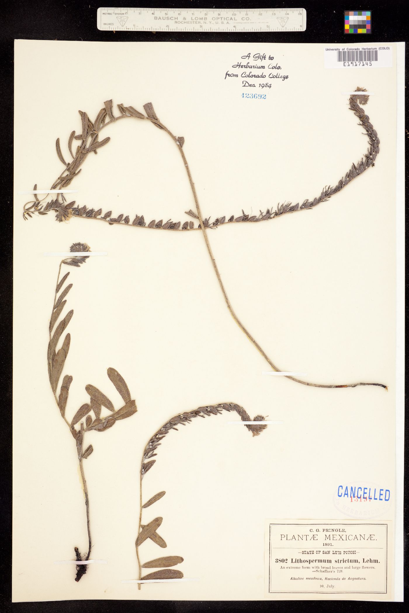 Lithospermum strictum image