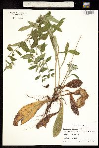 Image of Lithospermum tuberosum