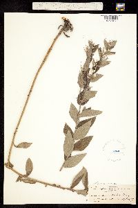 Lithospermum macromeria image