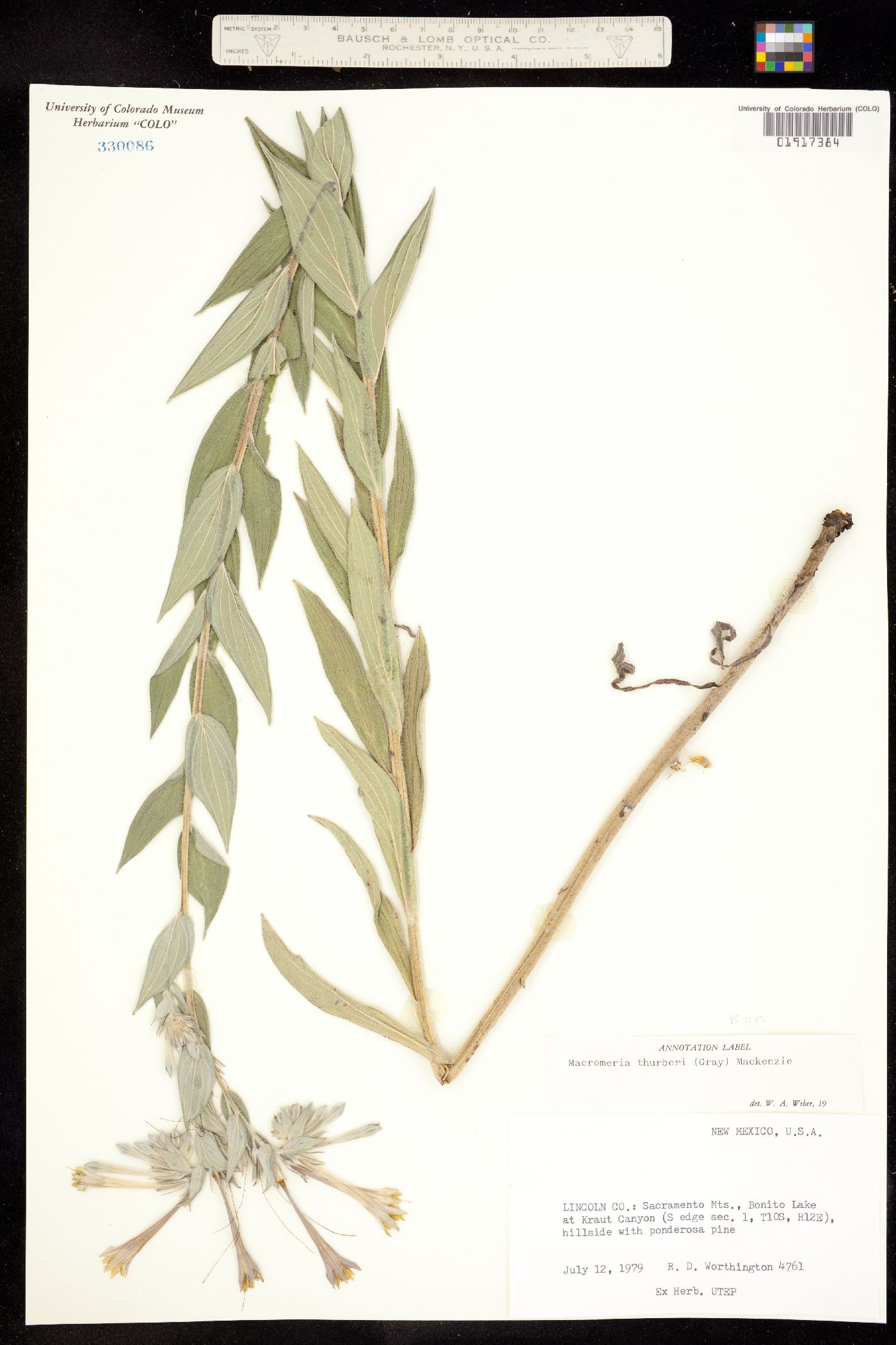 Lithospermum macromeria image