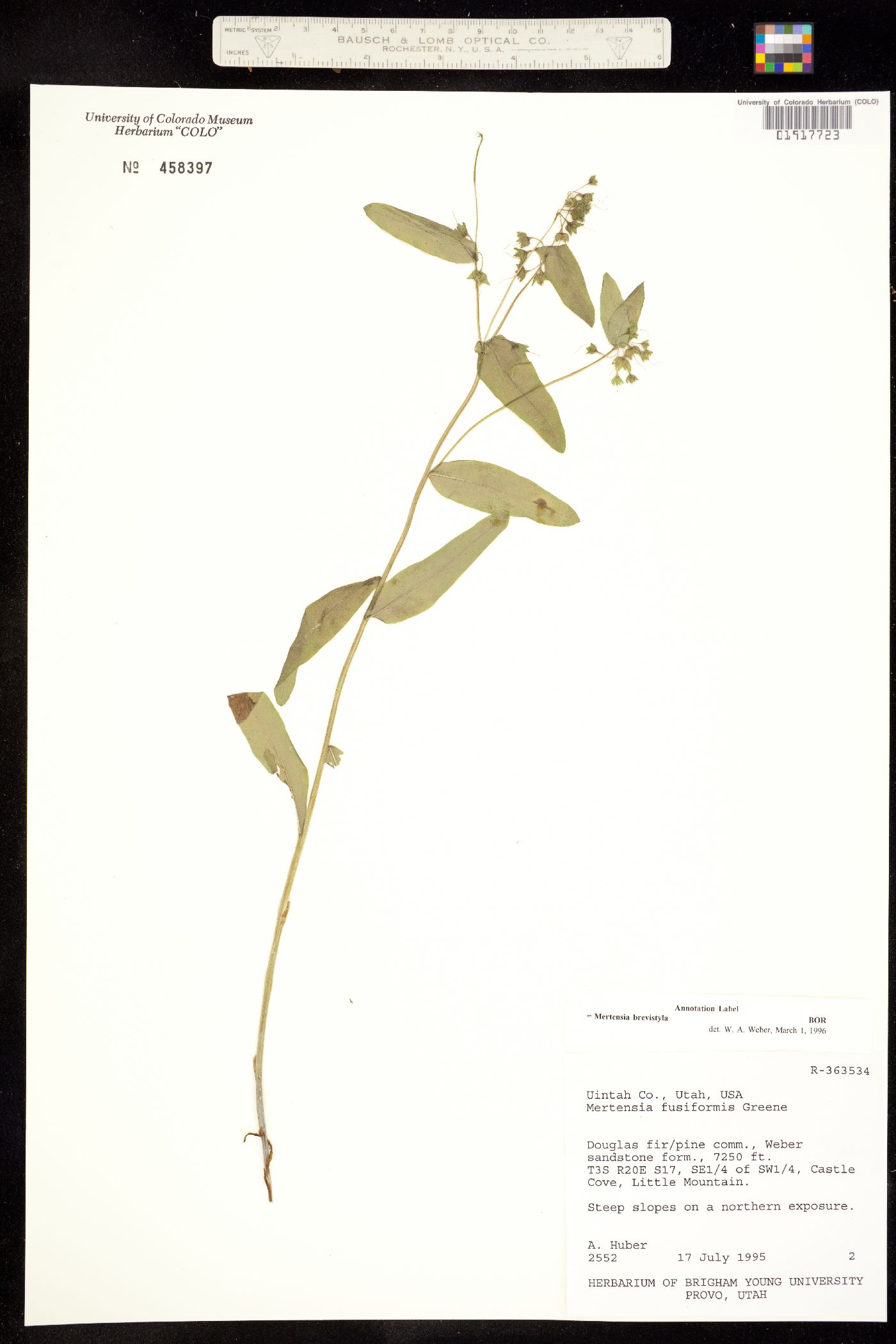 Mertensia brevistyla image