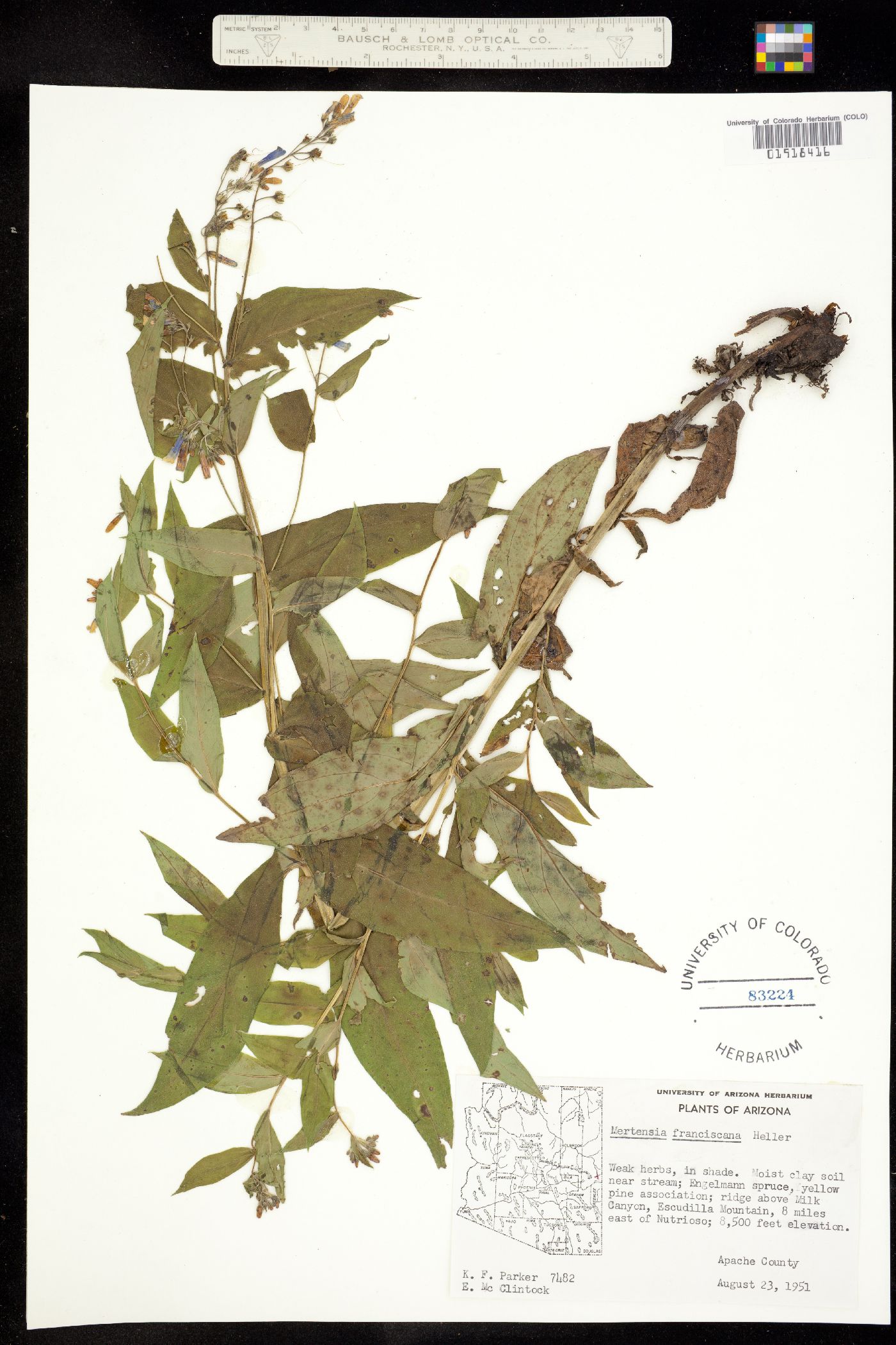 Mertensia franciscana image