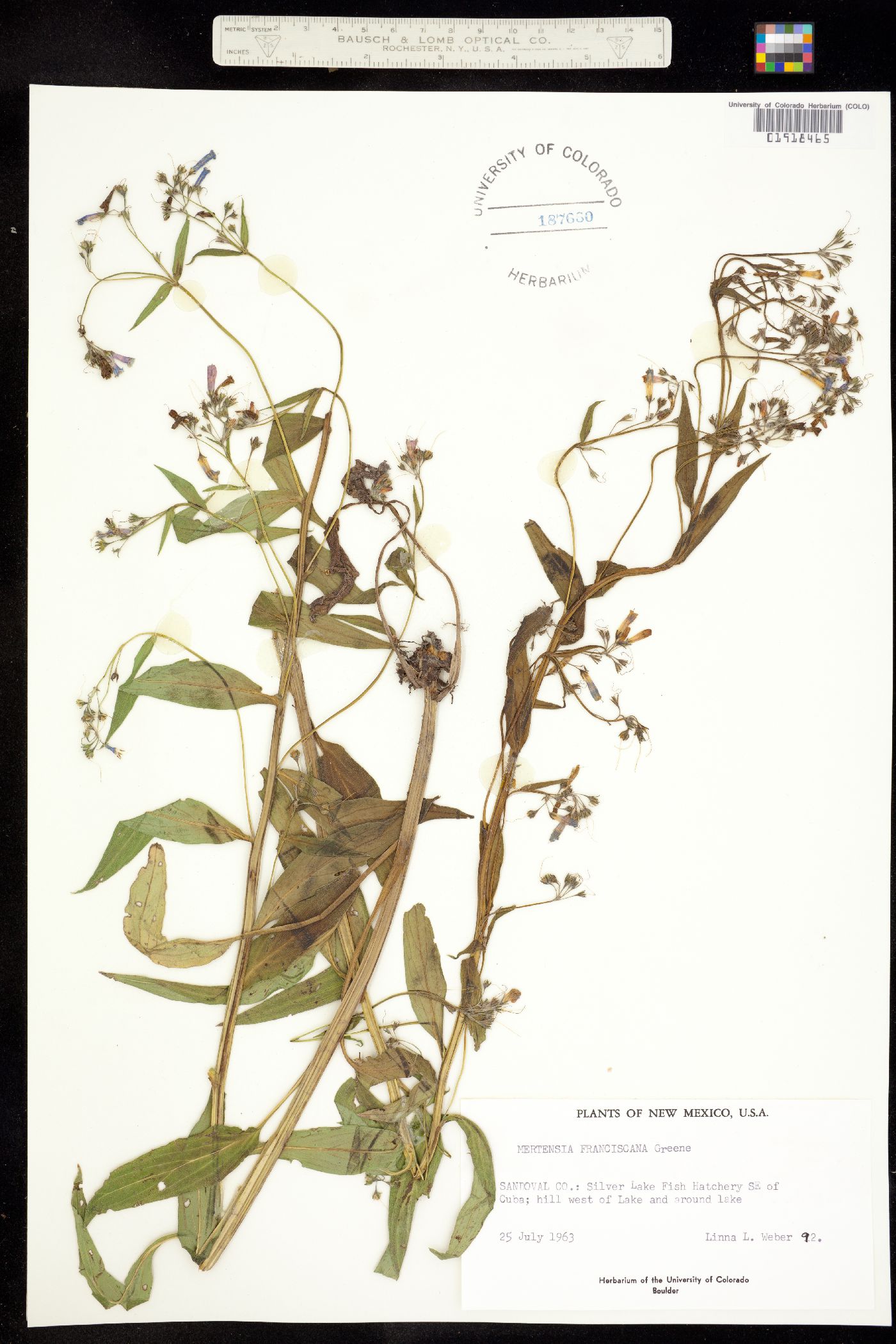 Mertensia franciscana image