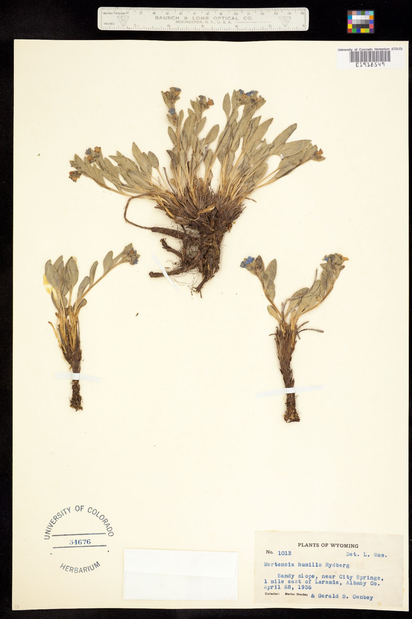Mertensia humilis image