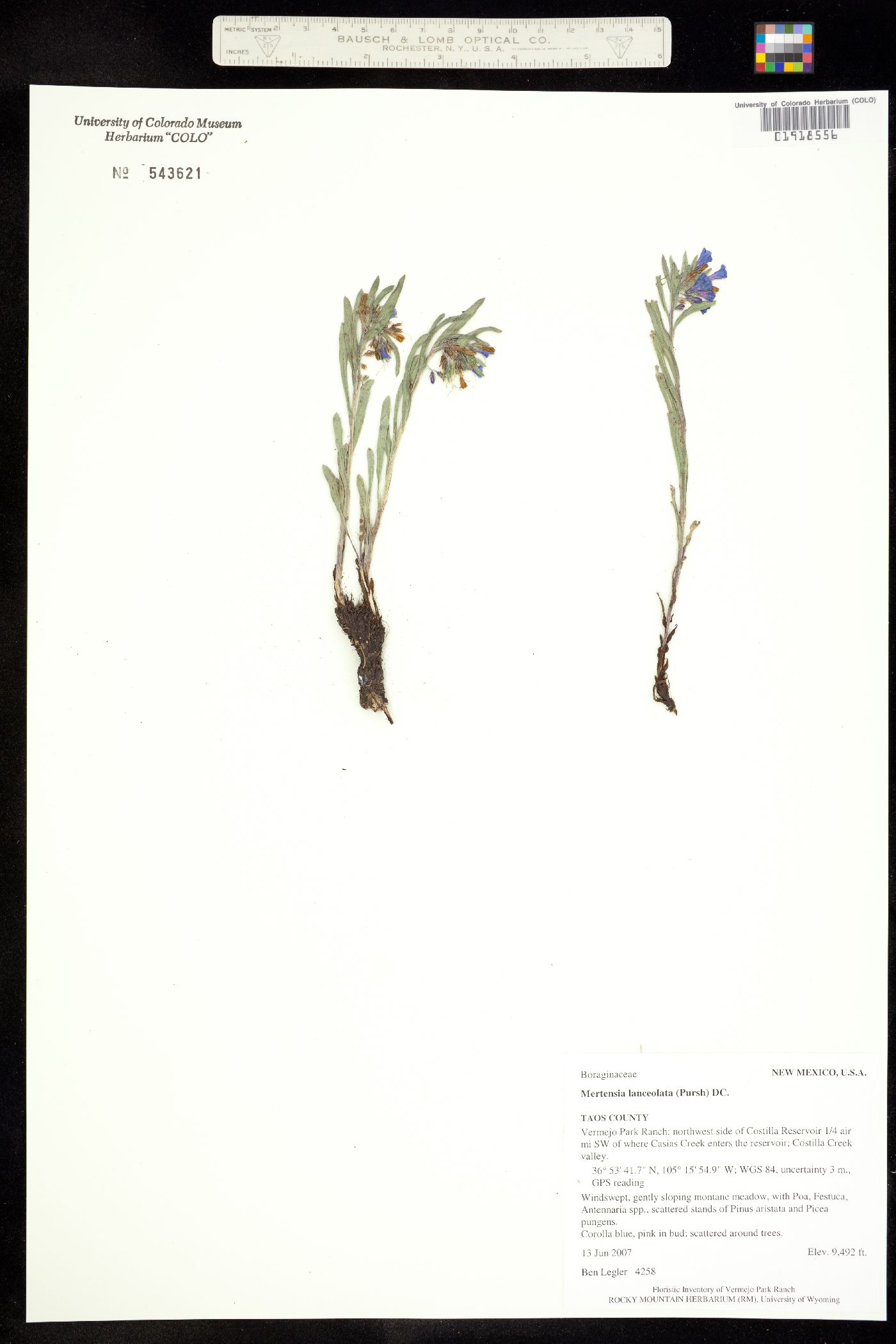 Boraginaceae image