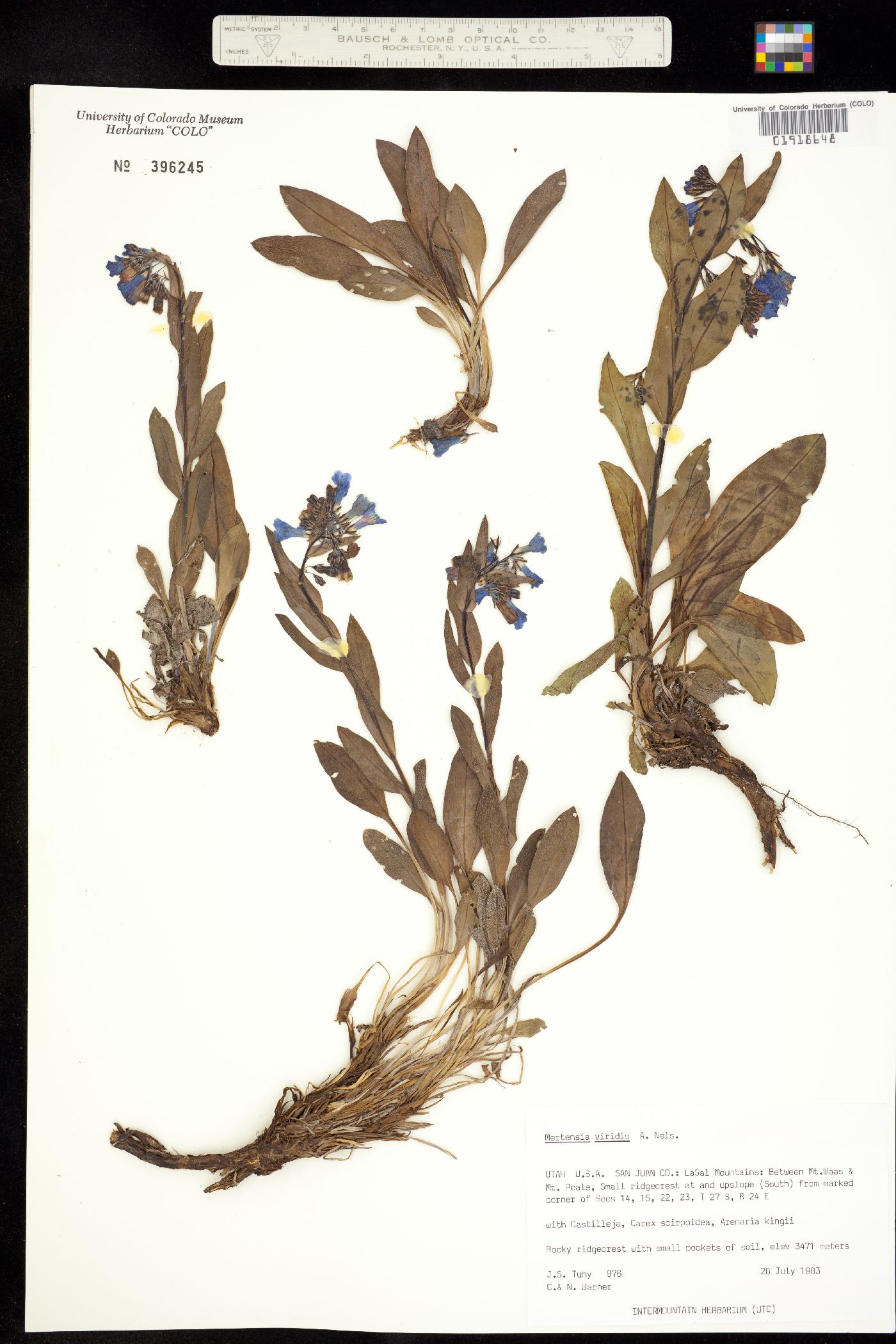 Mertensia lanceolata image