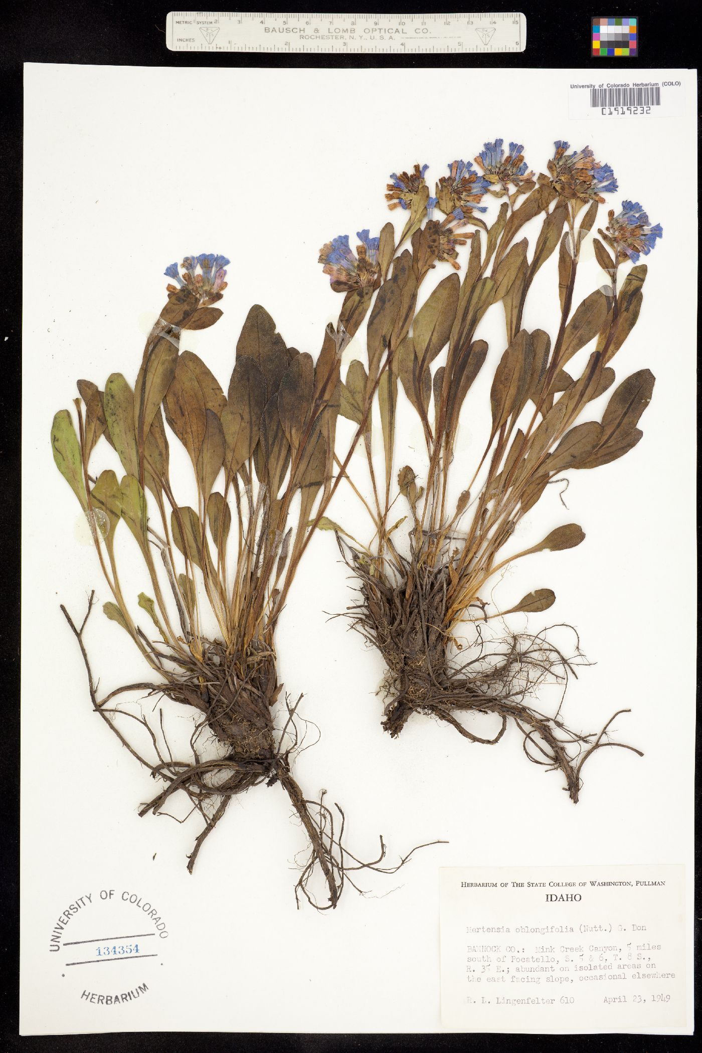 Mertensia oblongifolia image