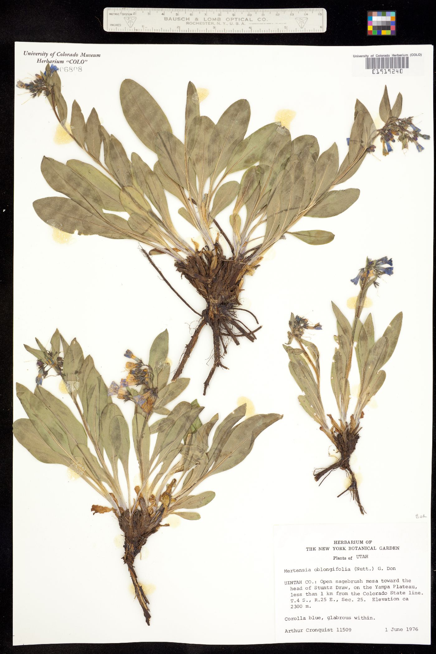 Mertensia oblongifolia image