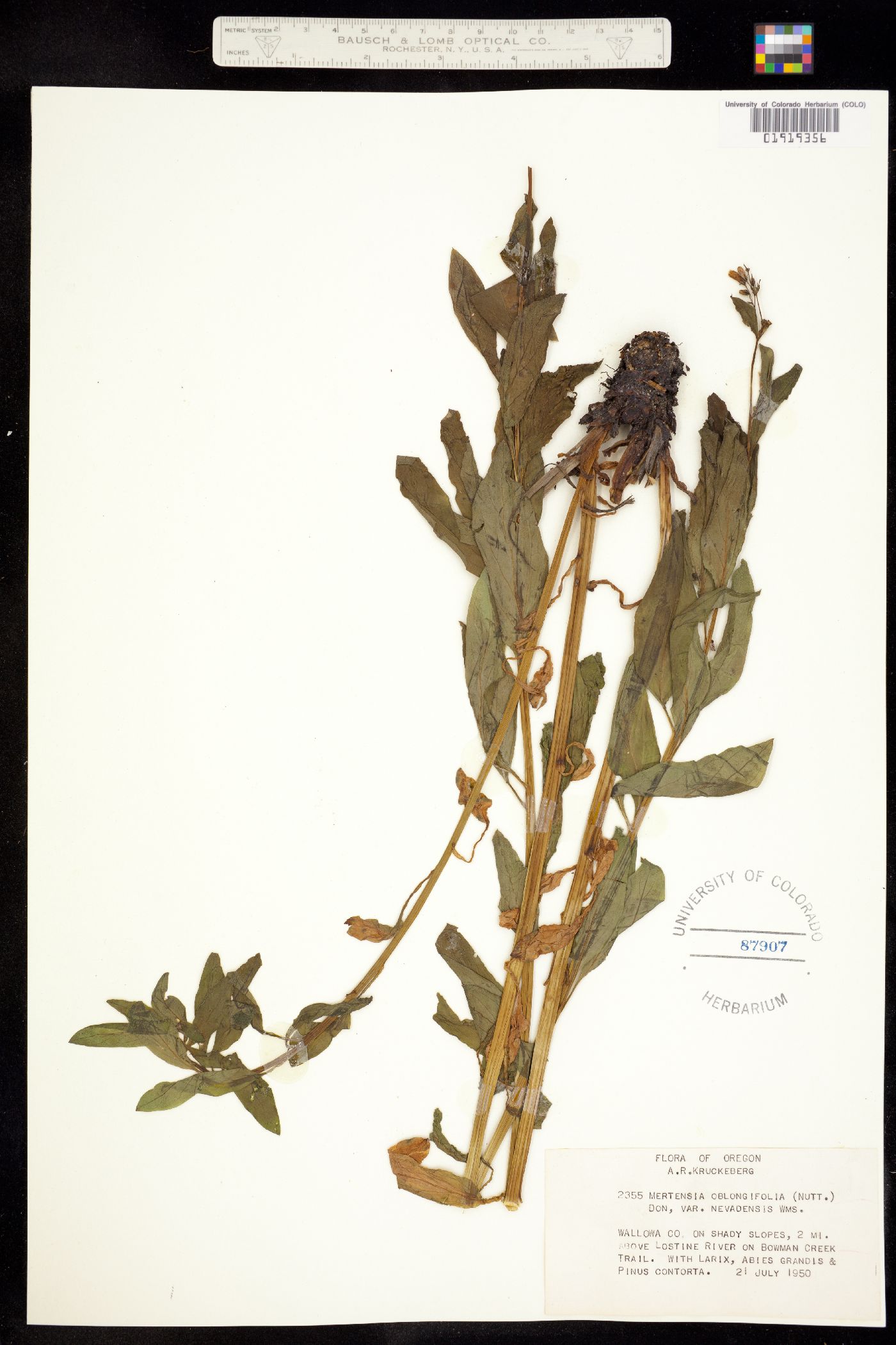 Mertensia oblongifolia image