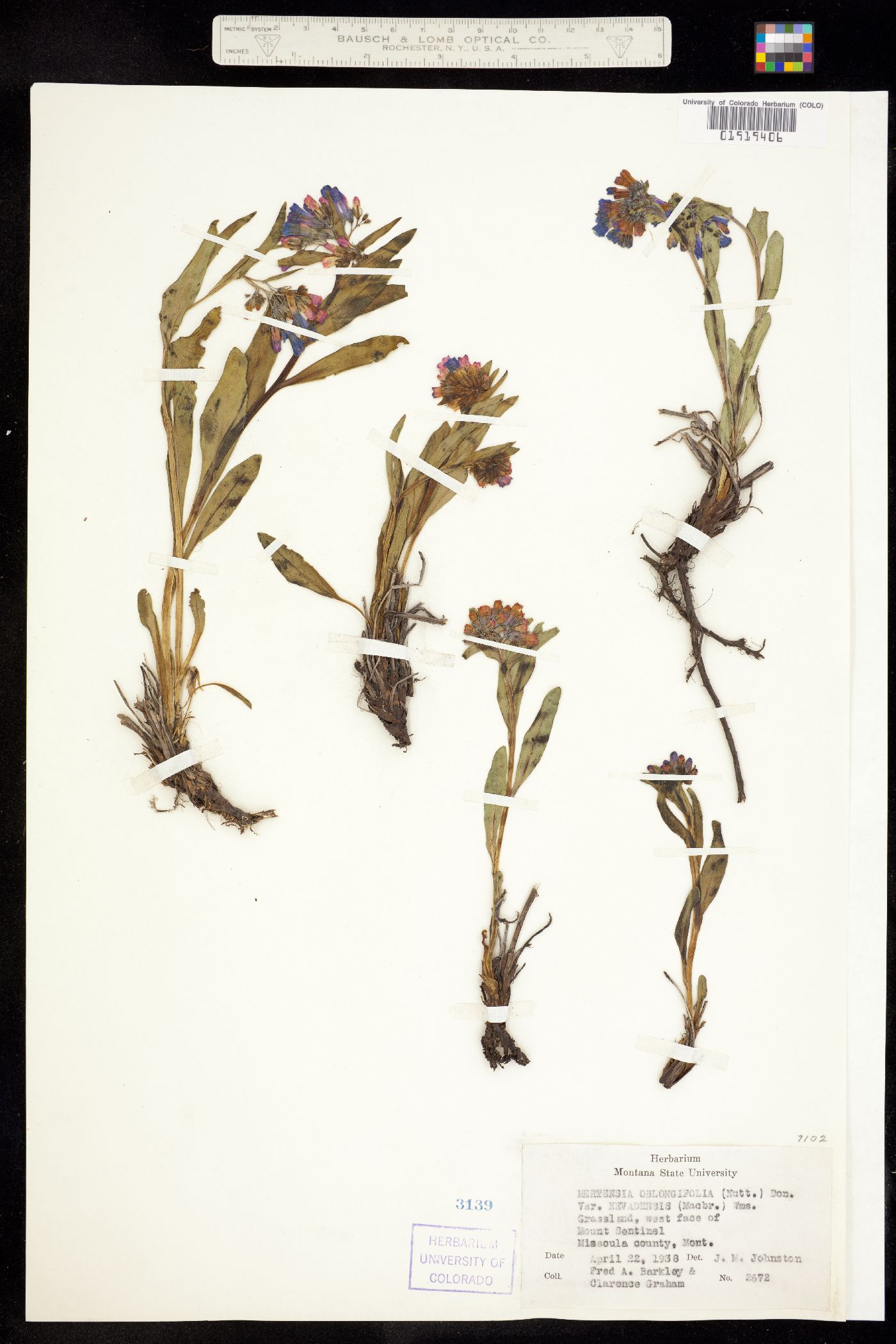 Mertensia oblongifolia image