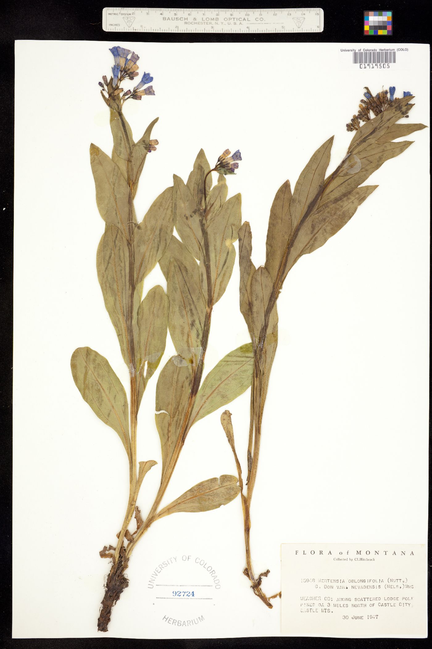 Mertensia oblongifolia image