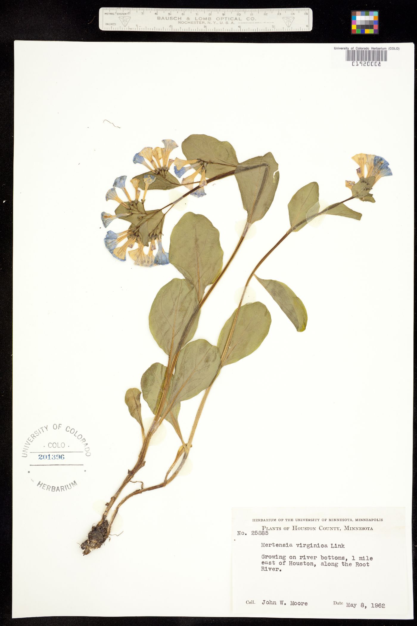 Mertensia virginica image