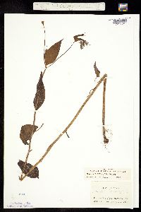 Image of Mertensia platyphylla