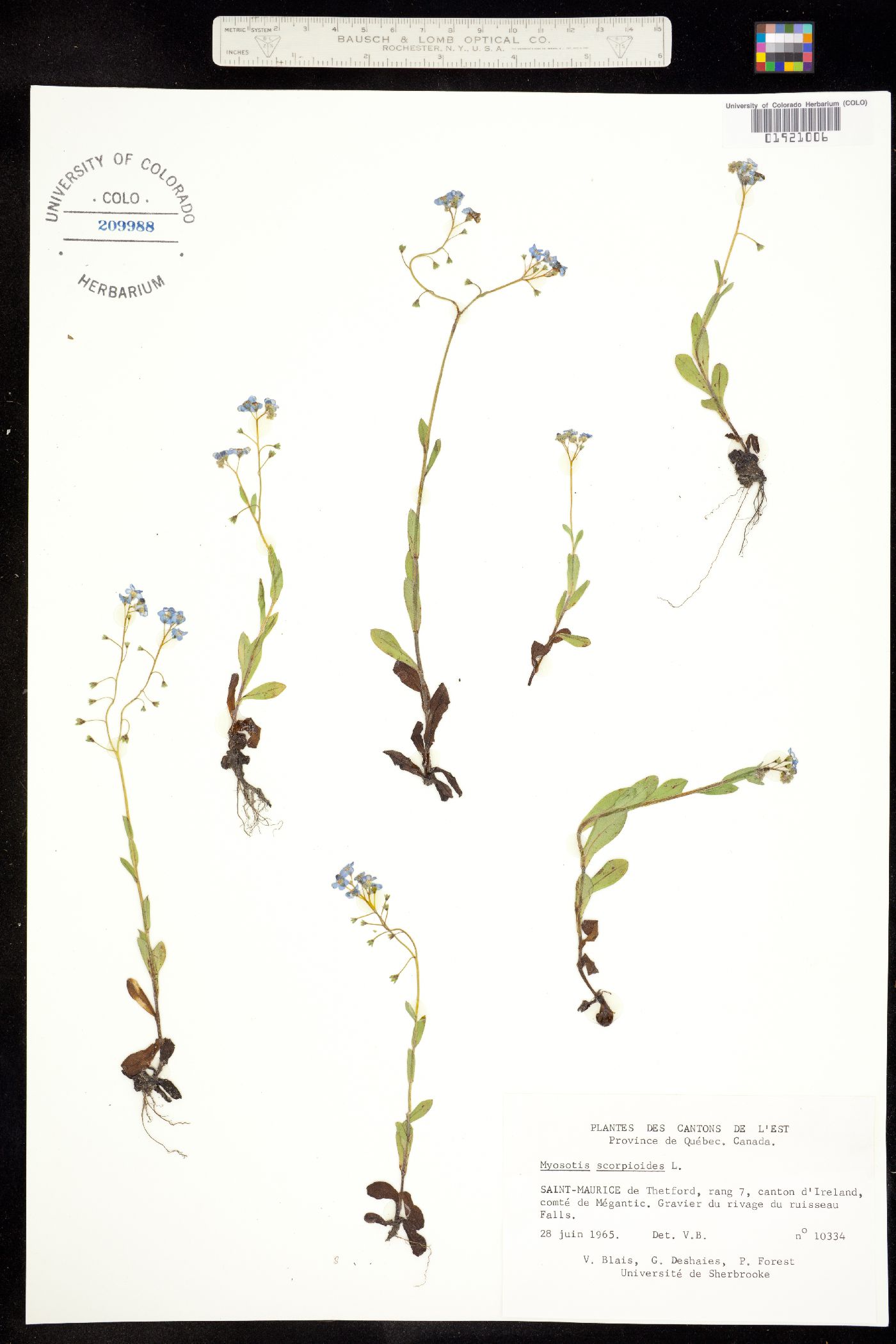 Myosotis scorpioides image