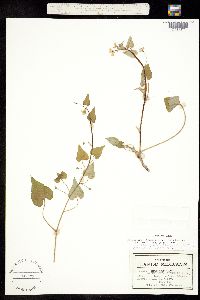 Omphalodes acuminata image