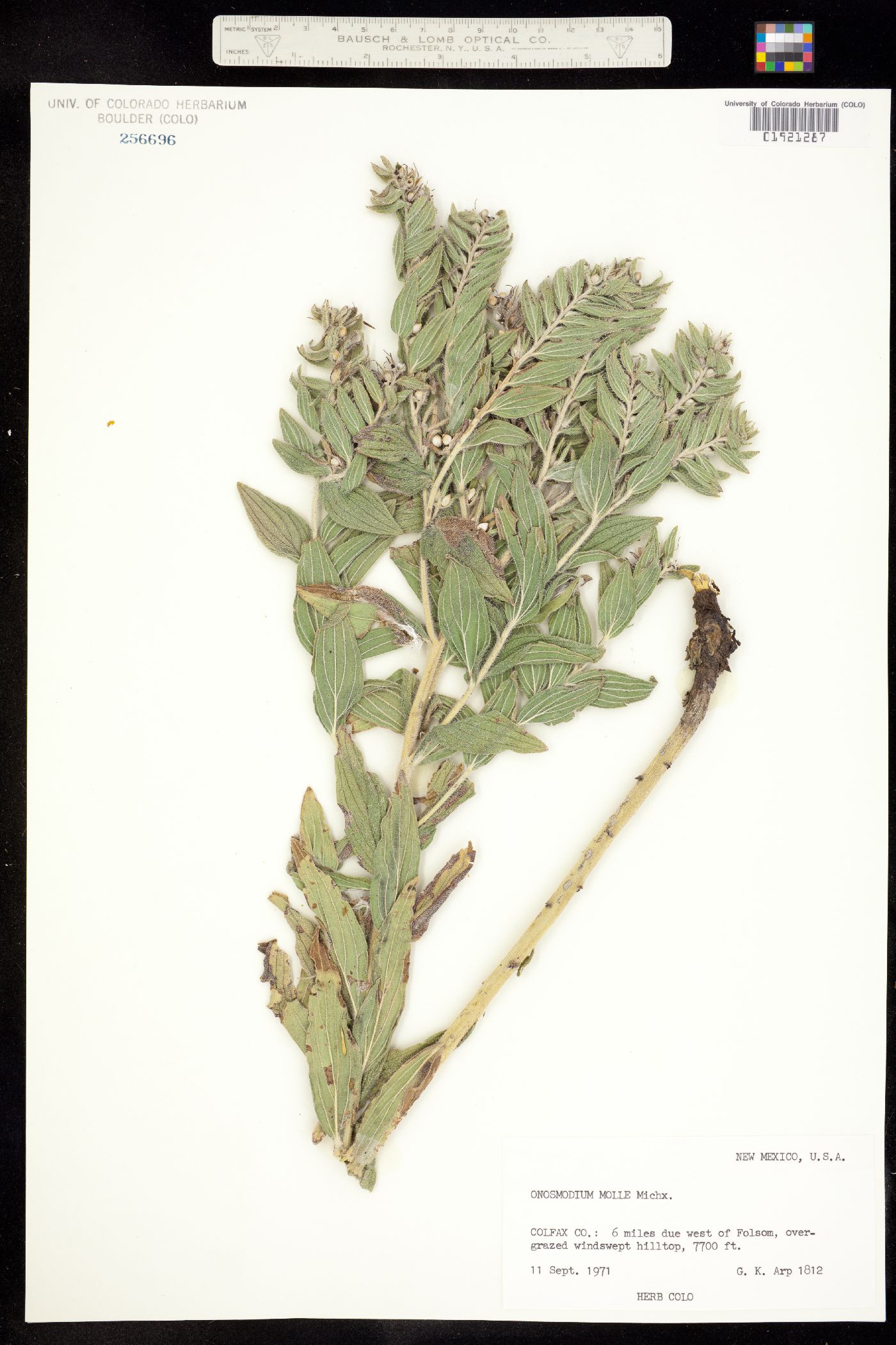 Onosmodium bejariense var. bejariense image