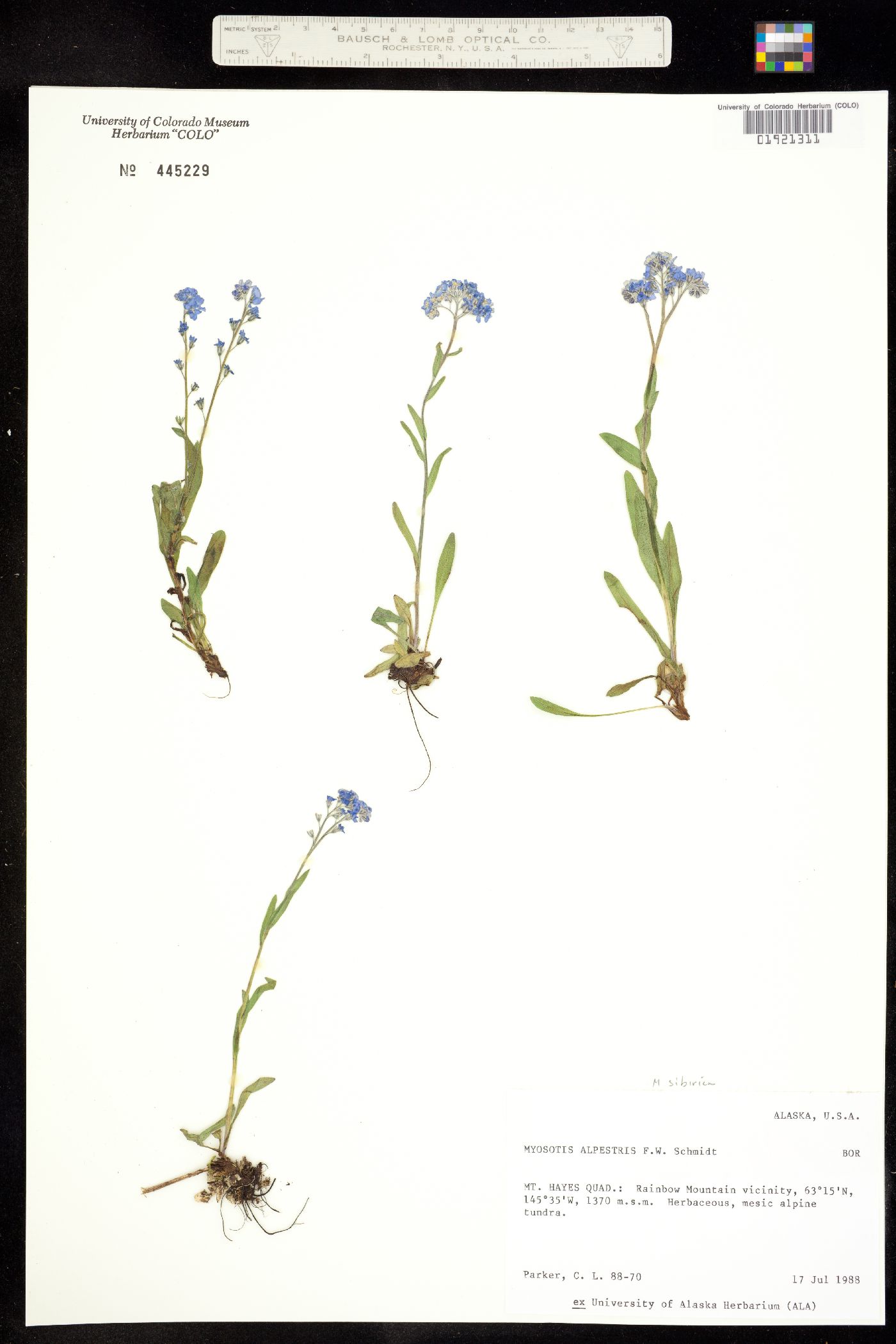 Myosotis asiatica image