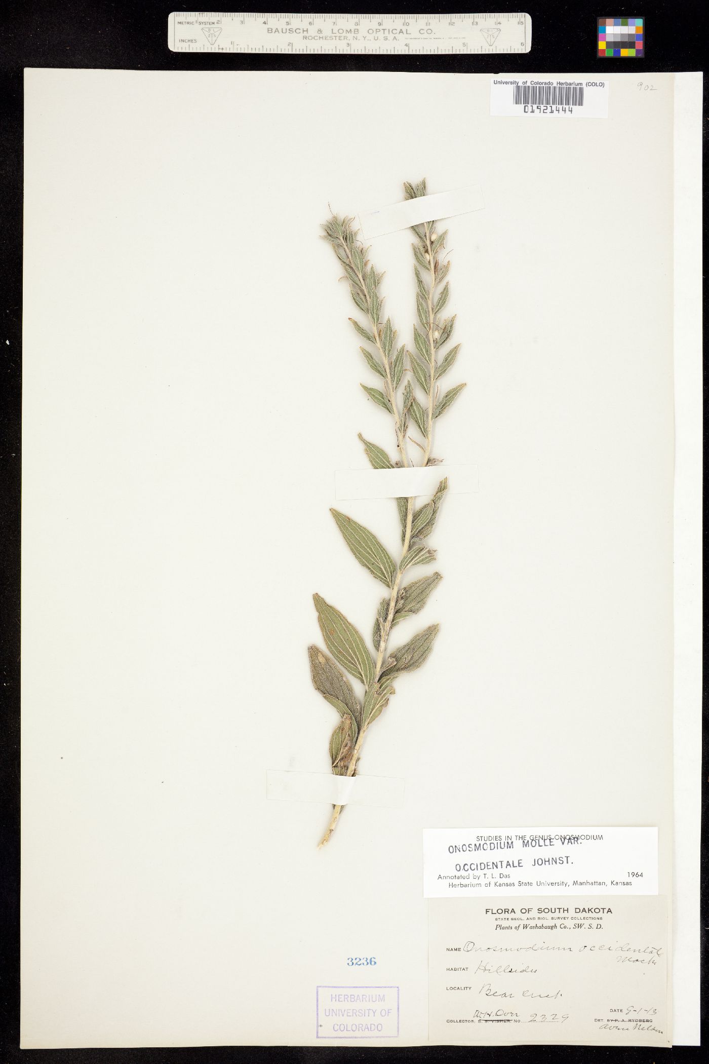 Onosmodium bejariense var. bejariense image