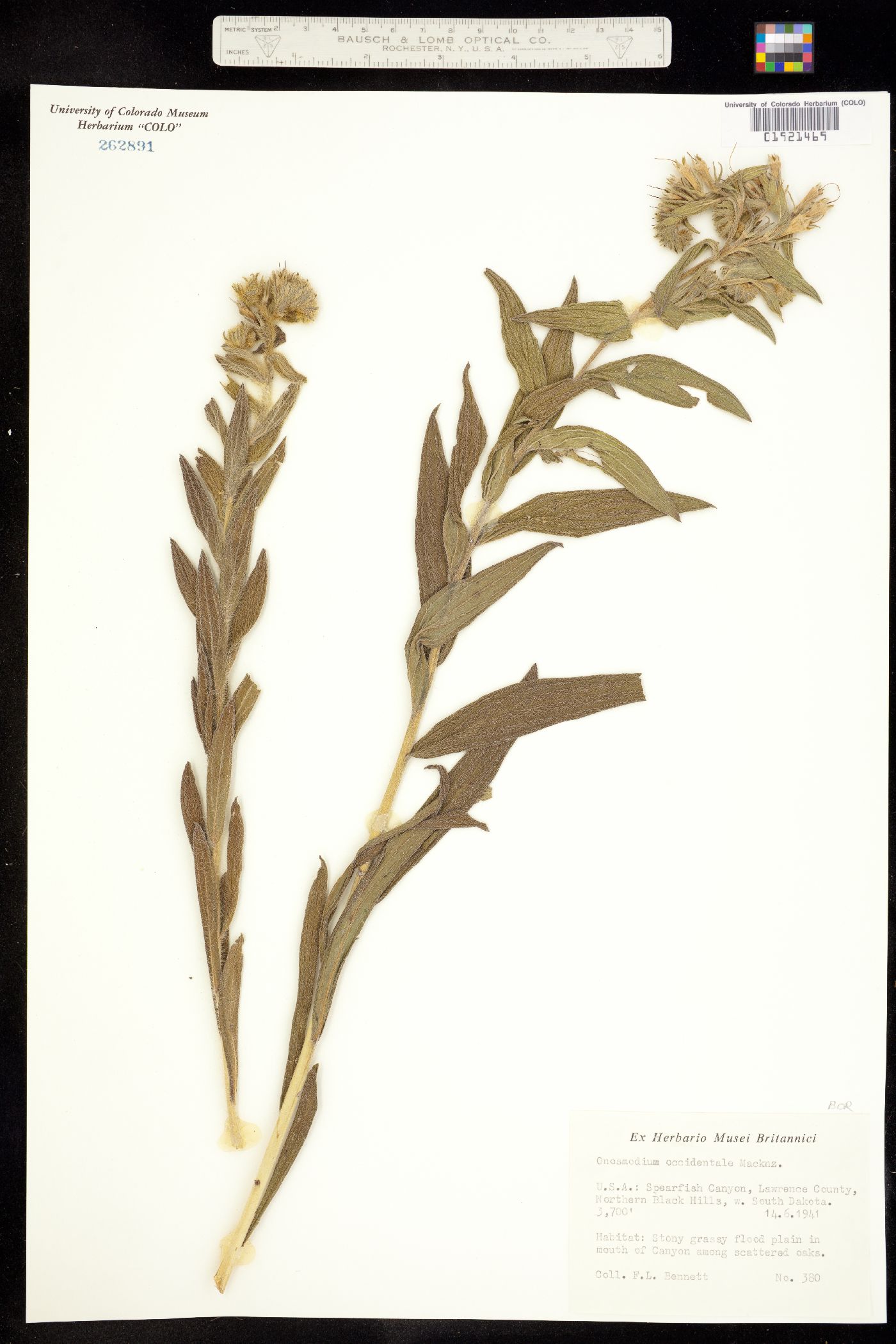 Onosmodium bejariense image