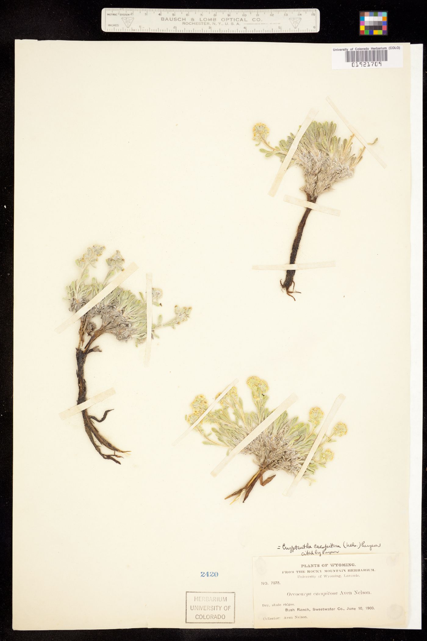 Cryptantha caespitosa image