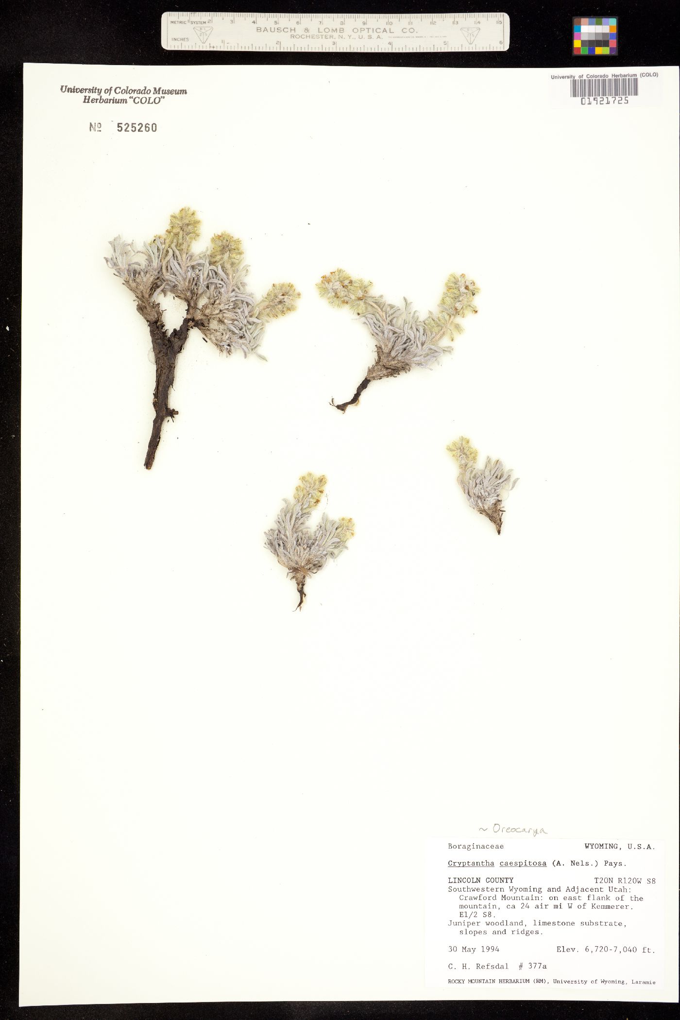 Cryptantha caespitosa image