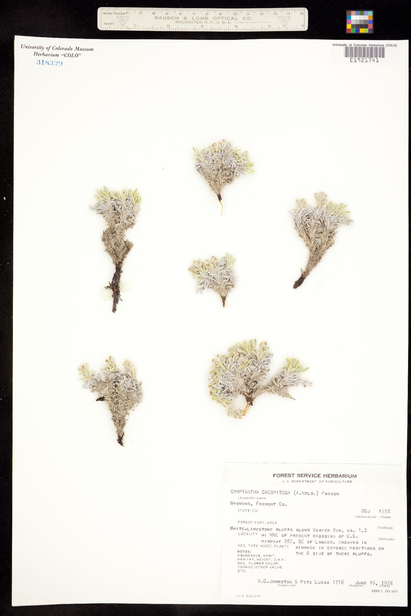 Cryptantha caespitosa image