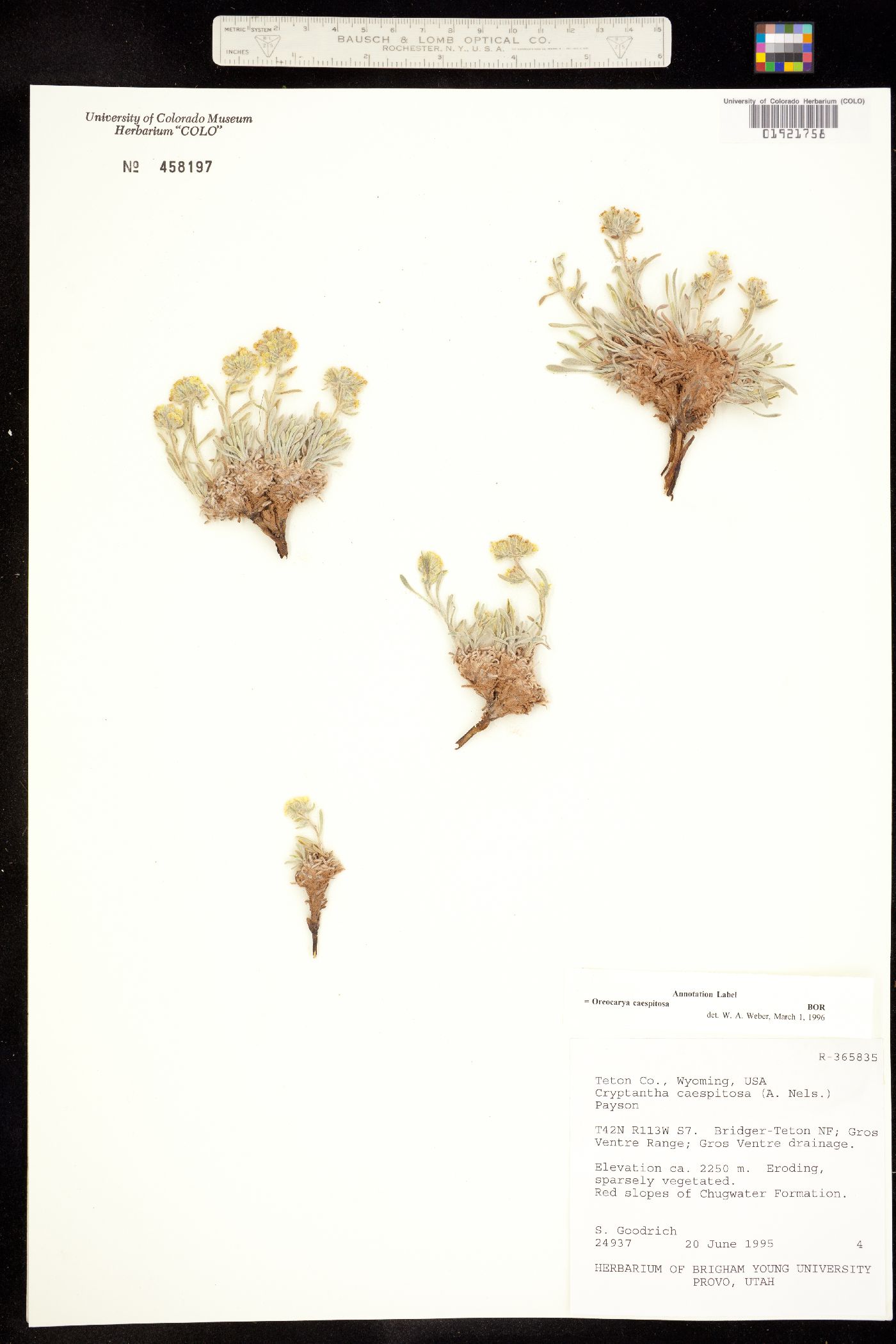 Cryptantha caespitosa image