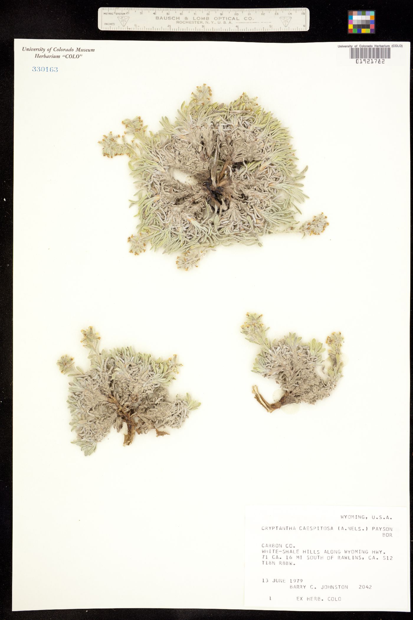 Cryptantha caespitosa image