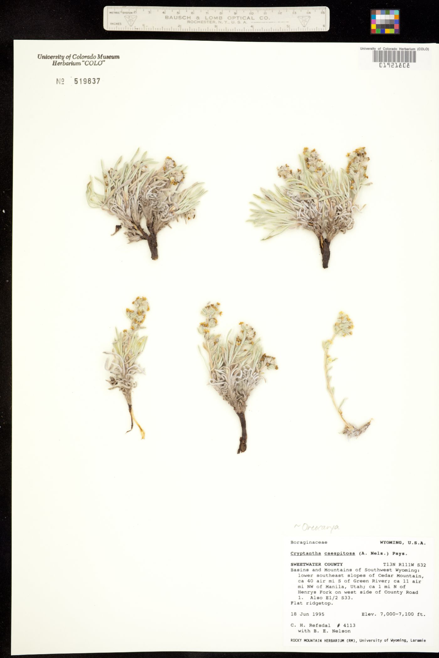 Cryptantha caespitosa image