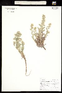 Oreocarya celosioides image