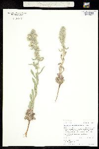 Oreocarya celosioides image