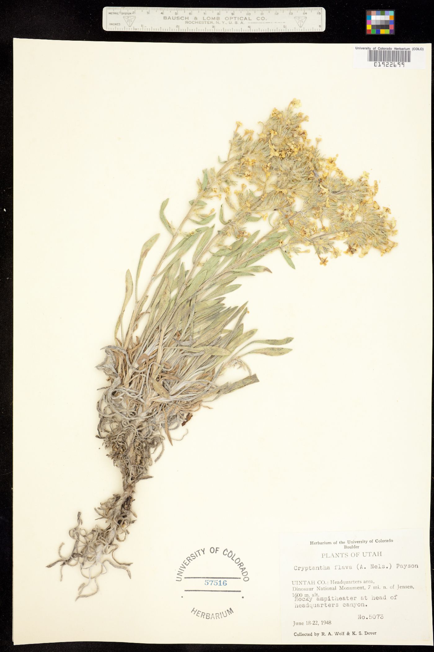 Cryptantha flava image