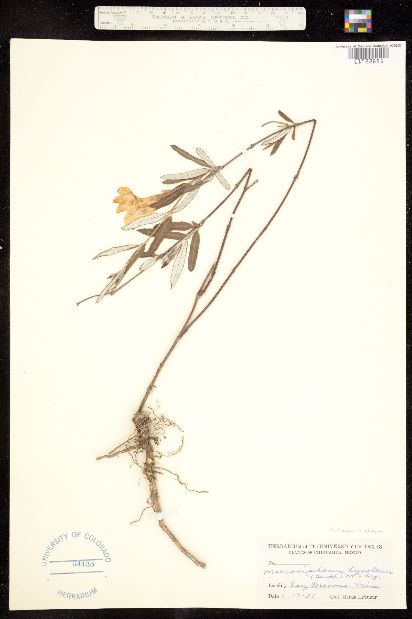 Mandevilla image