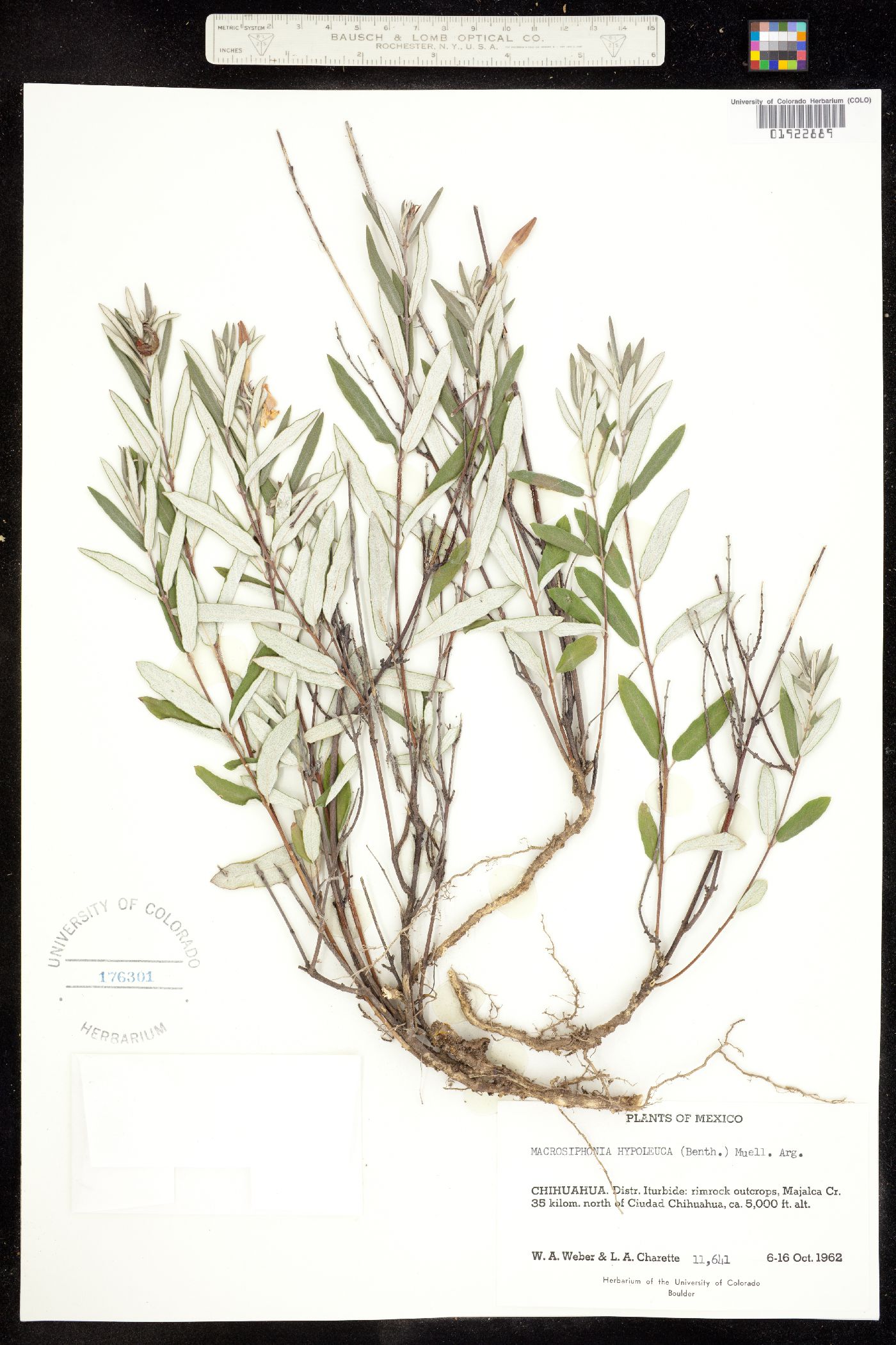 Mandevilla hypoleuca image