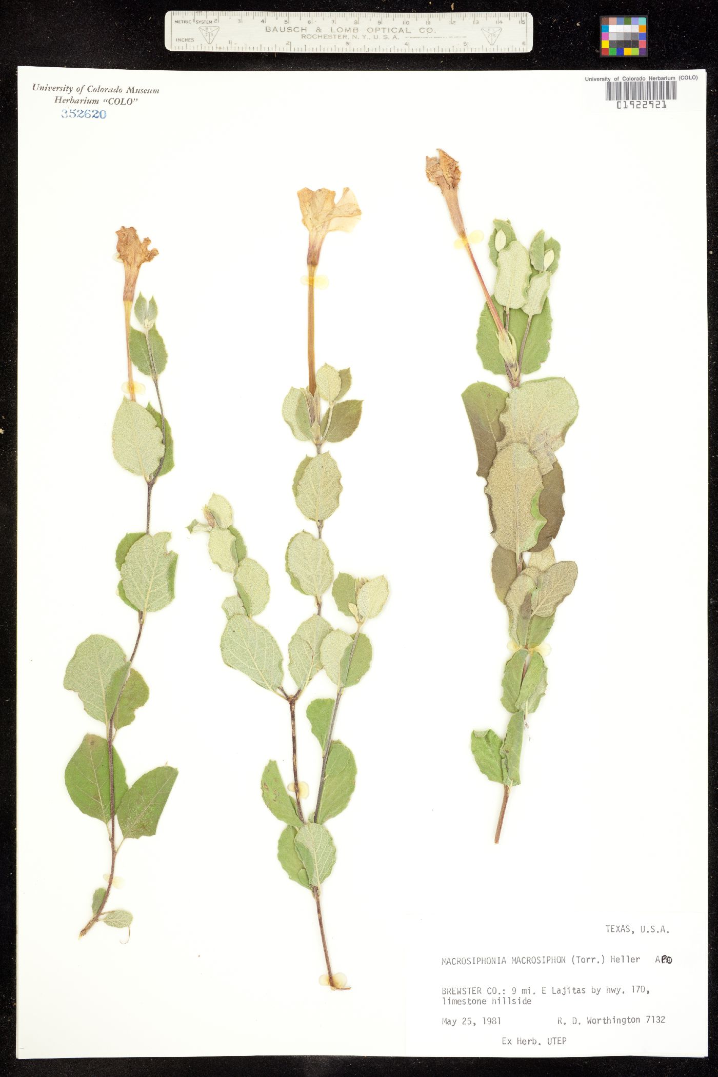 Mandevilla macrosiphon image