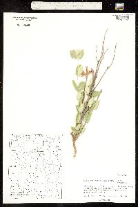 Macrosiphonia macrosiphon image