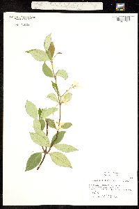 Image of Trachelospermum jasminoides