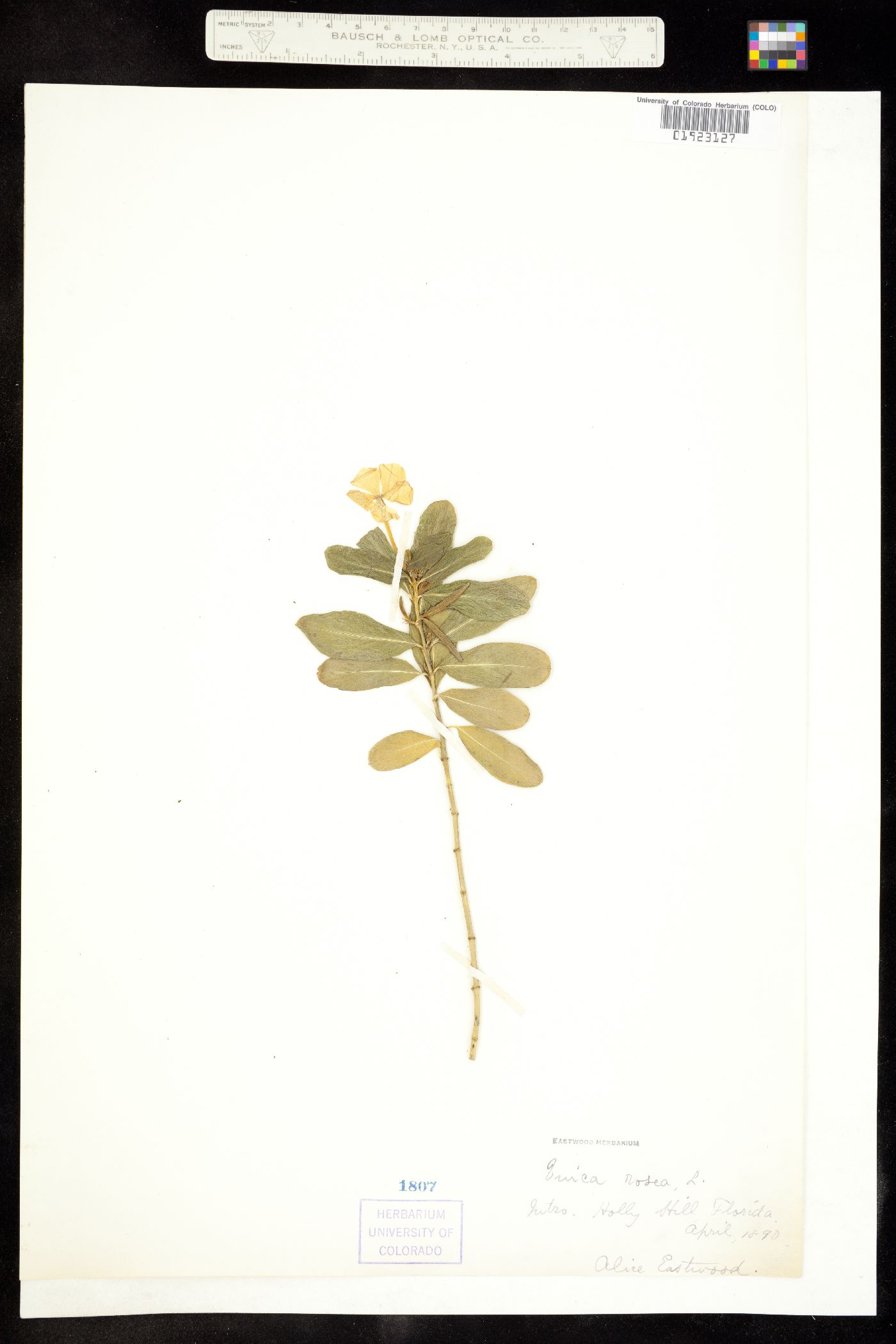 Catharanthus image
