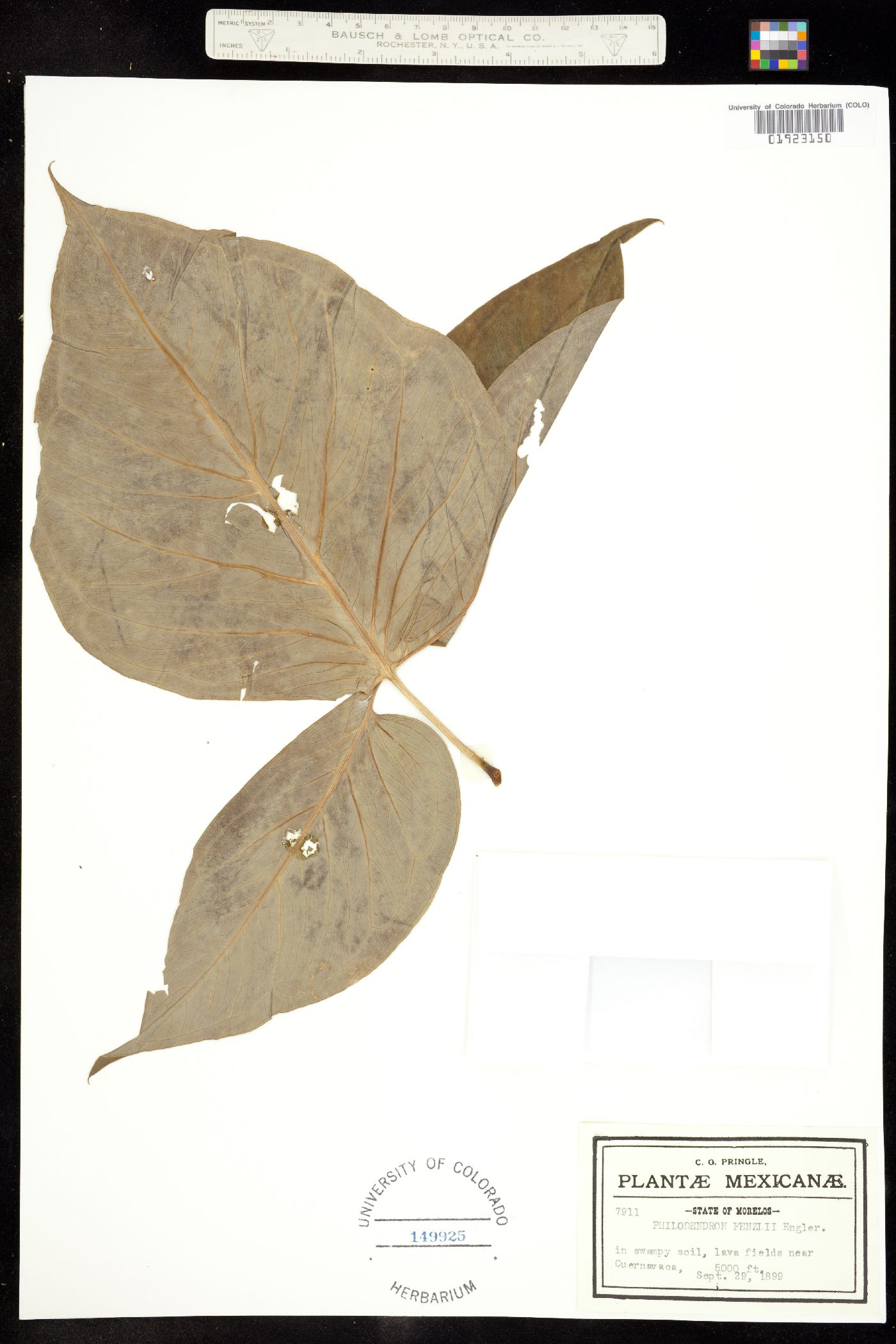 Philodendron image