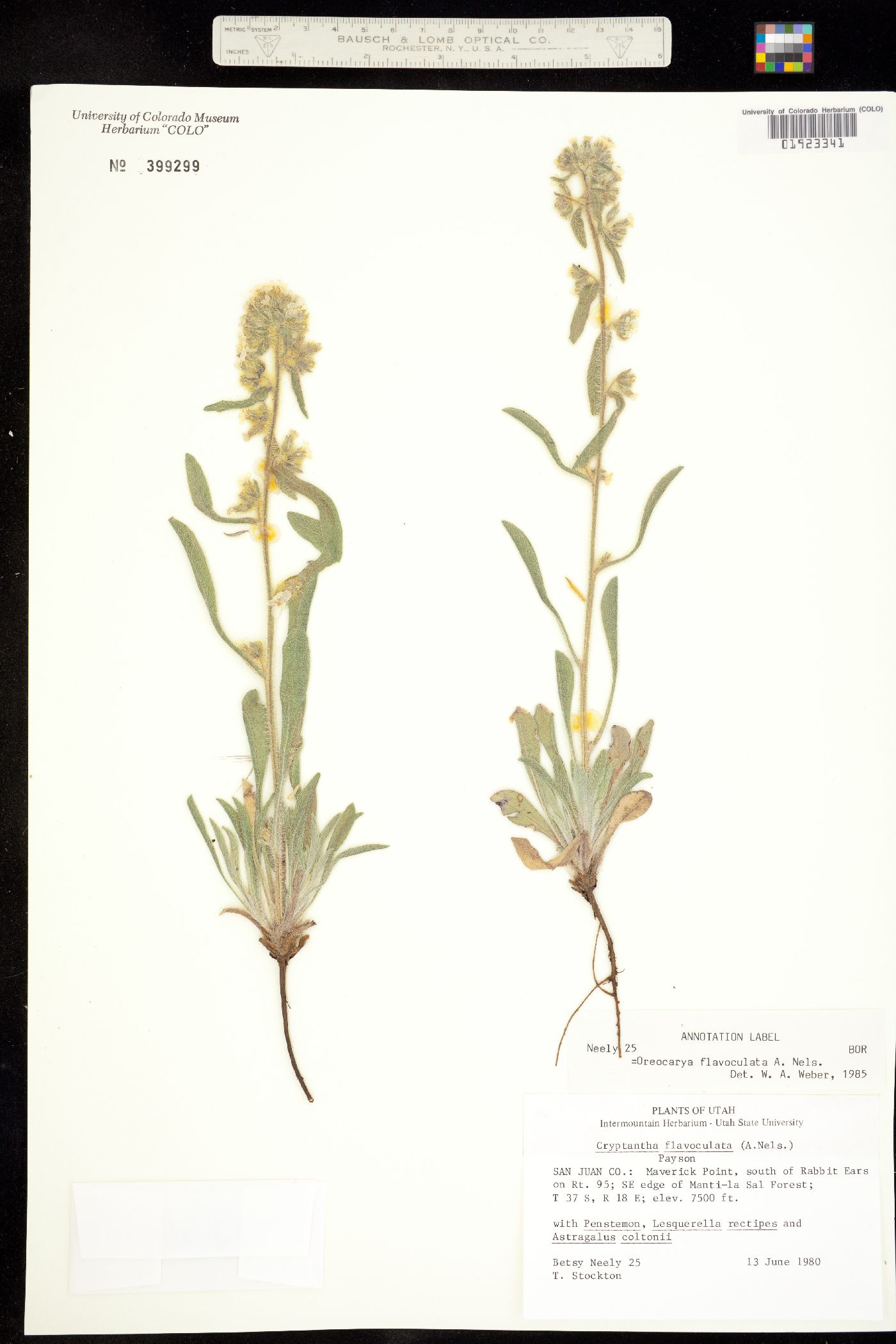 Cryptantha flavoculata image