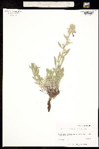 Cryptantha flavoculata image