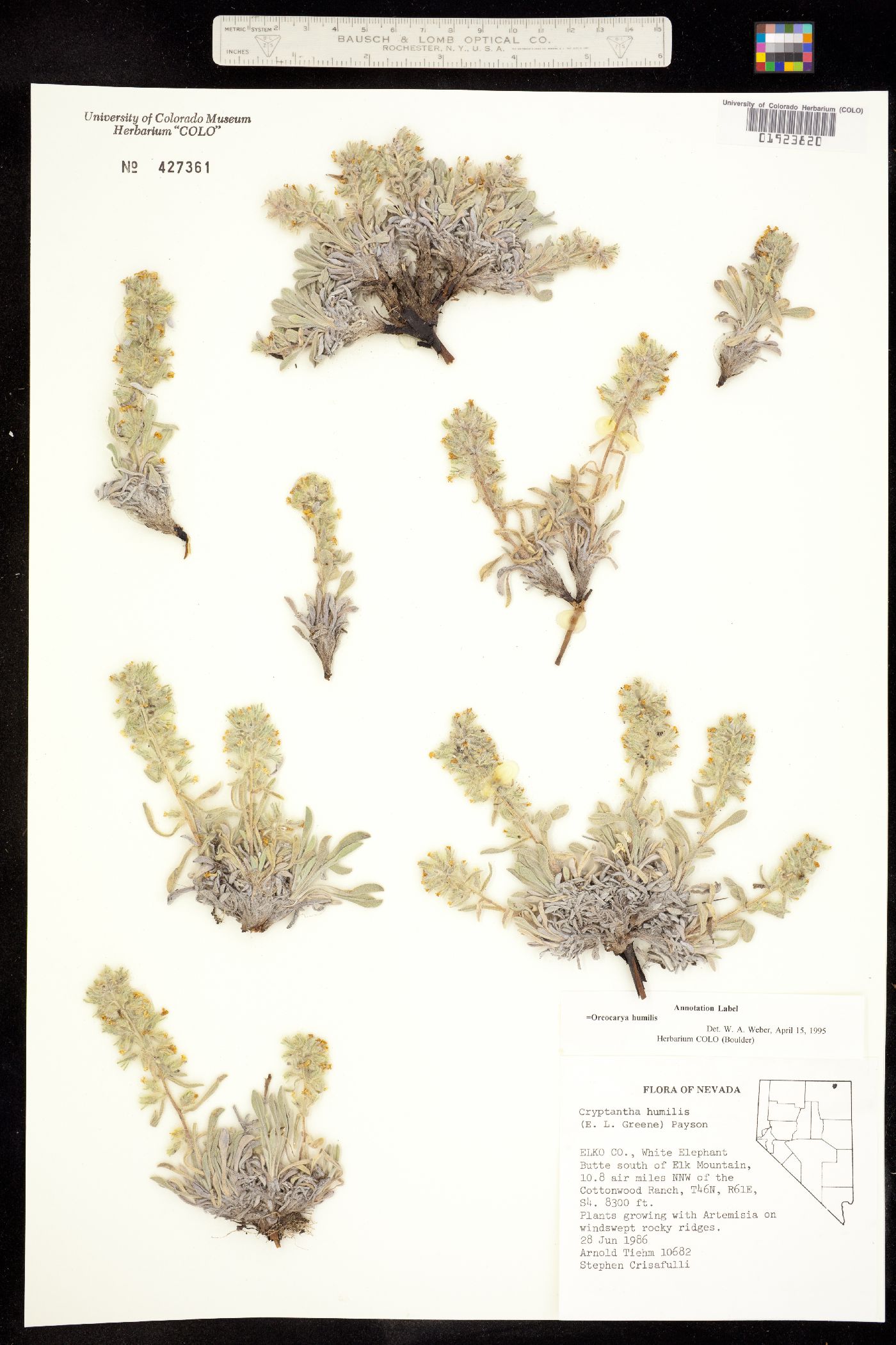 Cryptantha humilis image