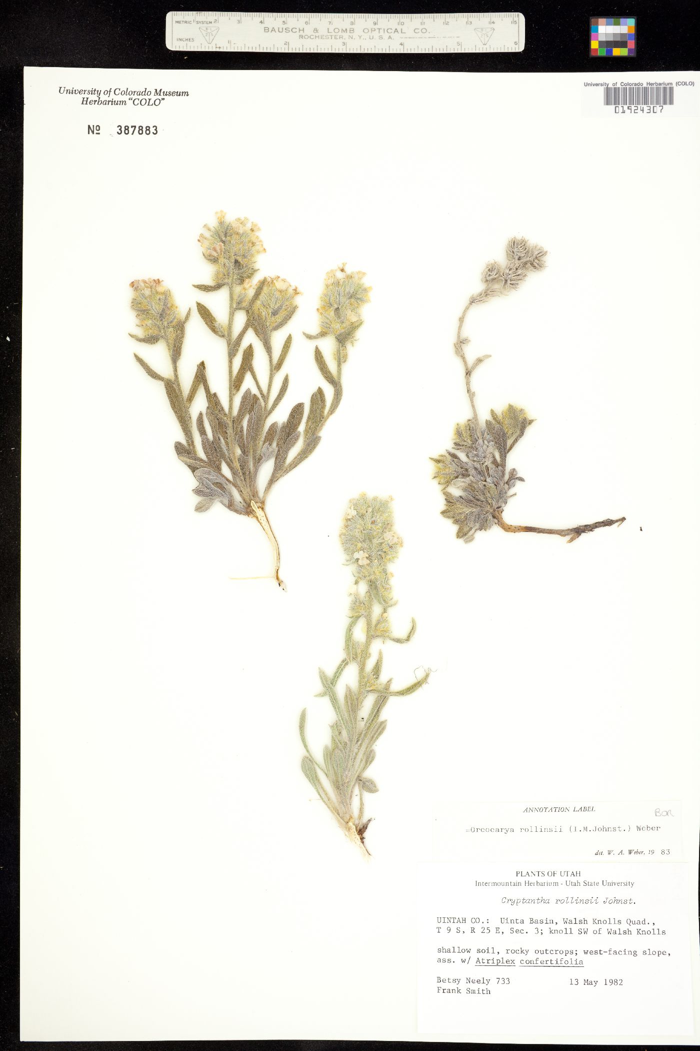 Cryptantha rollinsii image