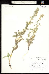 Oreocarya sericea image