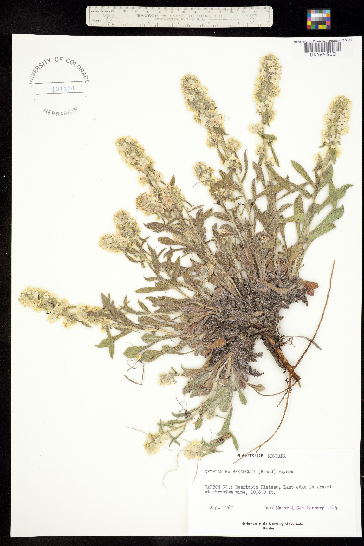Cryptantha celosioides image
