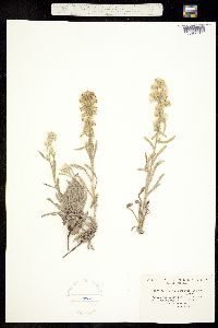 Oreocarya sheldonii image