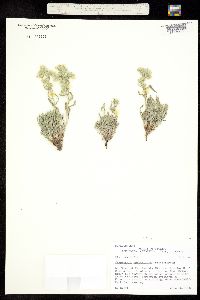 Cryptantha spiculifera image