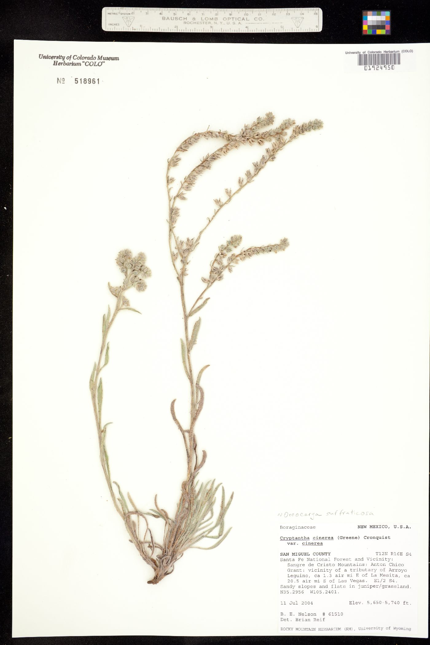 Cryptantha cinerea var. jamesii image