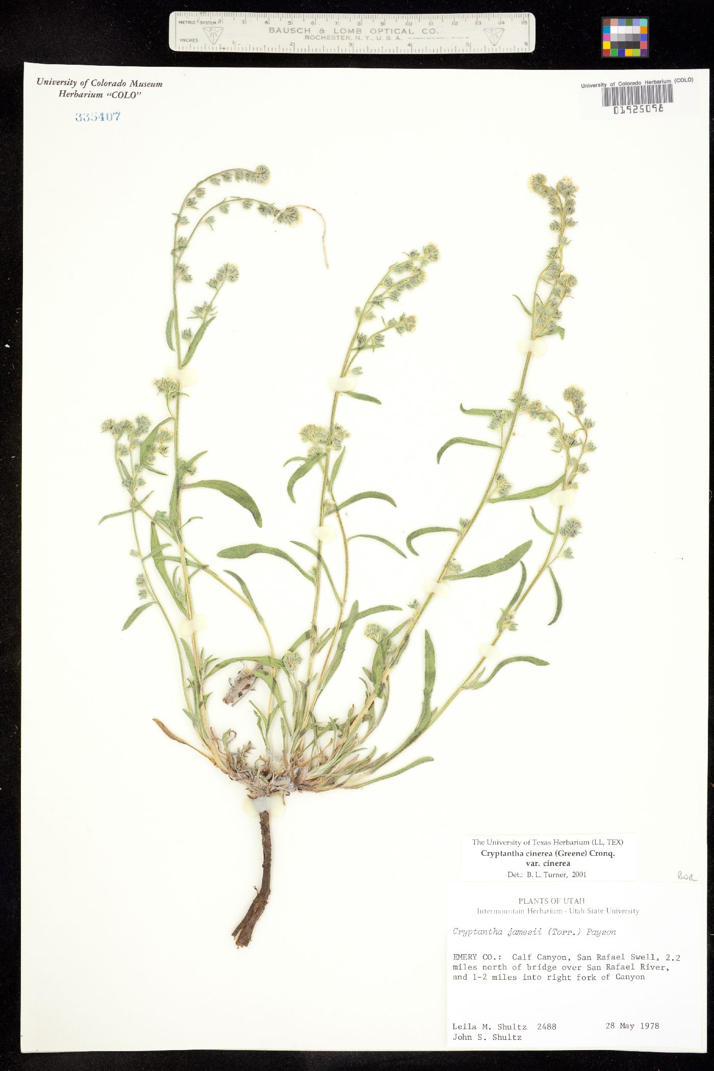 Cryptantha cinerea var. jamesii image